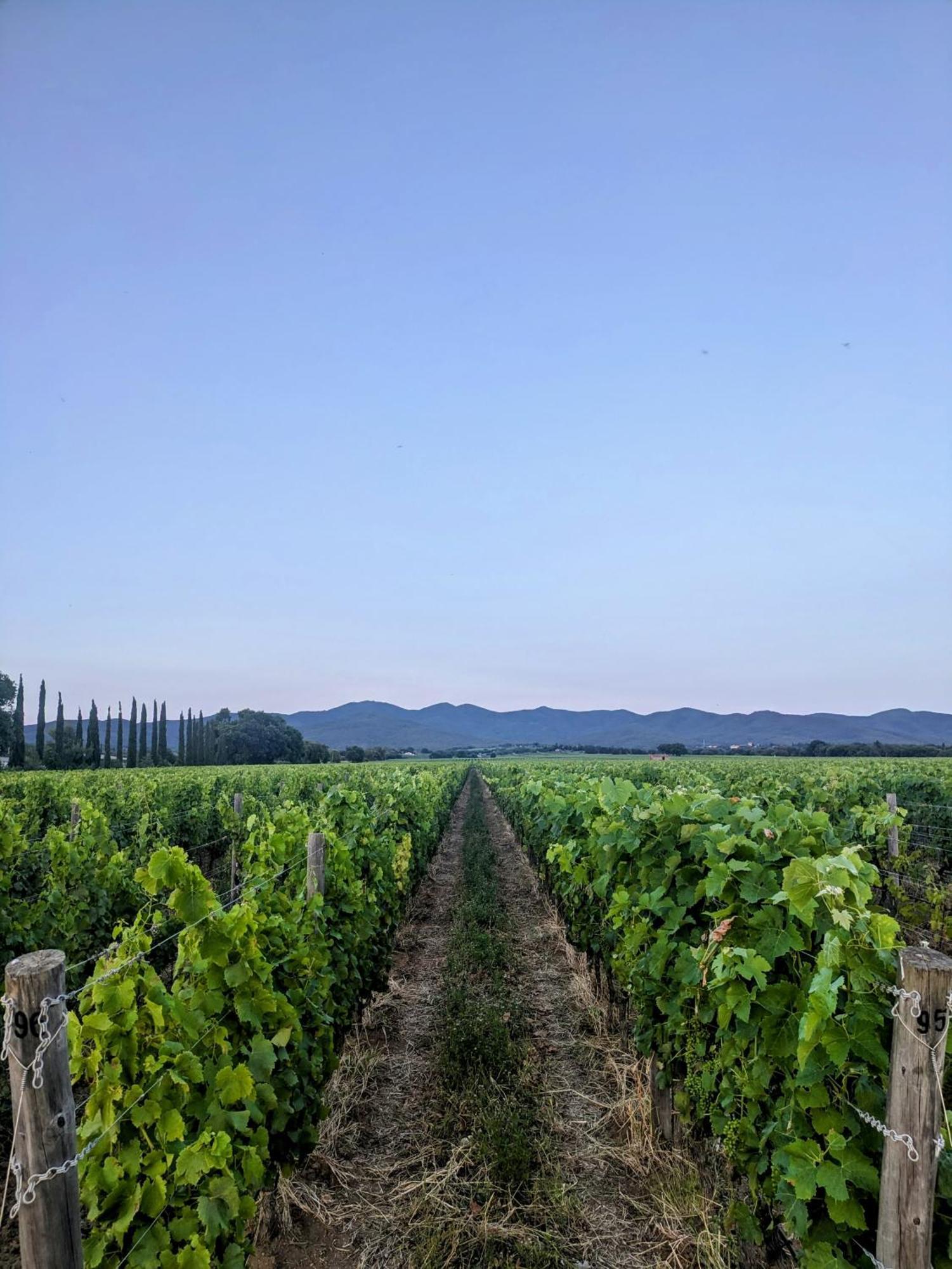 Agriturismo I Debbi Біббона Екстер'єр фото